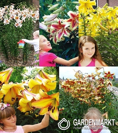 Eingestellt Lilie Ot Hybride "1" 