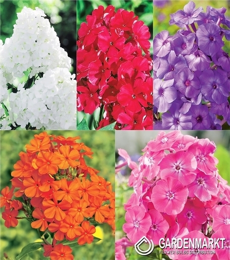 Eingestellt Phlox Paniculata "1" I Wahl
