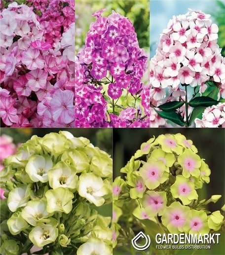 Eingestellt Phlox Paniculata "2" I Wahl
