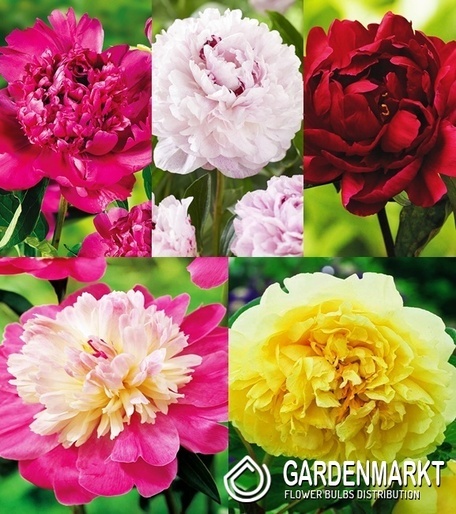 Eingestellt Pfingstrose Paeonia "3" I Wahl