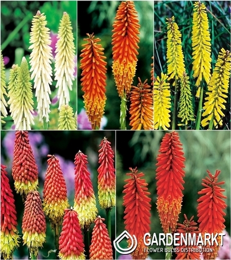 Eingestellt Kniphofia Fackellilie I Wahl
