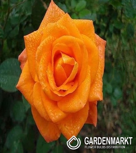 Mehrblütigen Rose Orange 1 St.