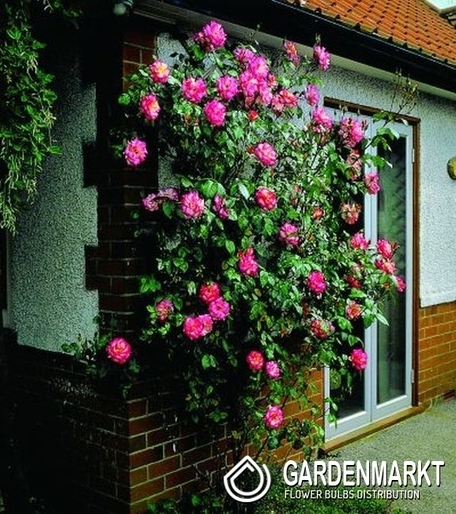 Kletterrose Weiß Rosa 1 St.