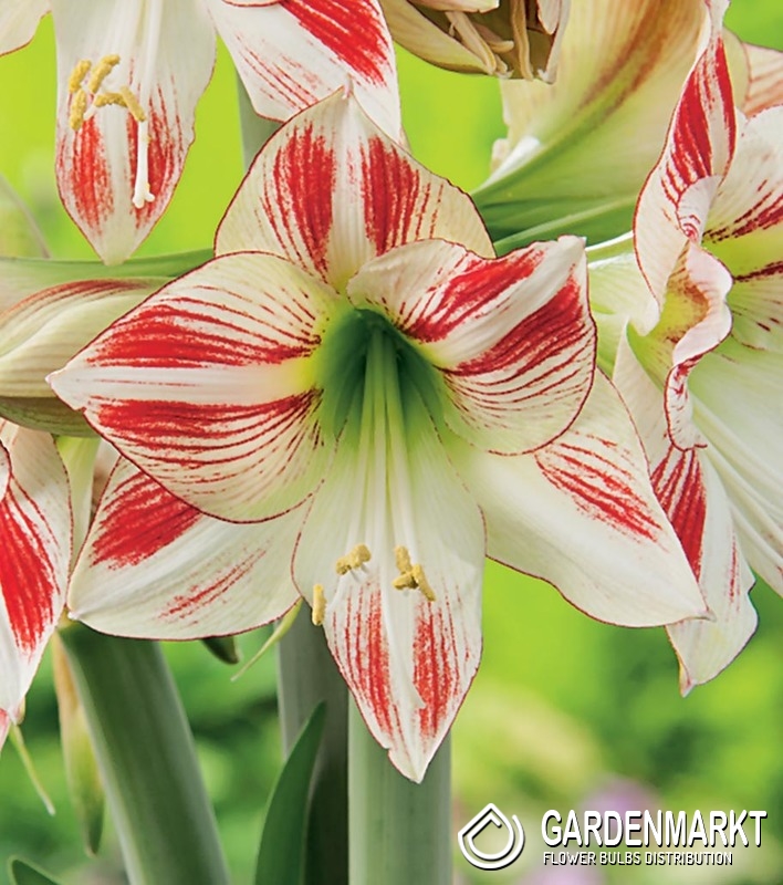 Hippeastrum Amaryllis Ambiance 1 St. - Gardenmarkt.de