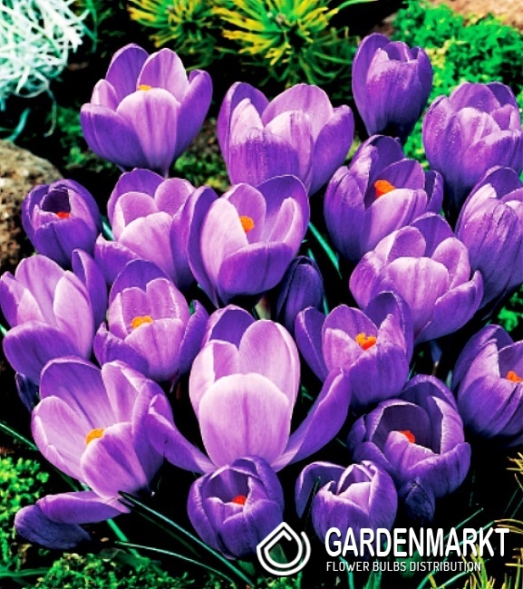 Grossblumiger Krokus Remebrance 10 St Gardenmarkt De