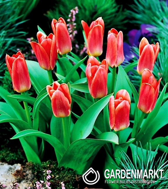 Tulpe Klein Fashion 5 St. Gardenmarkt.de