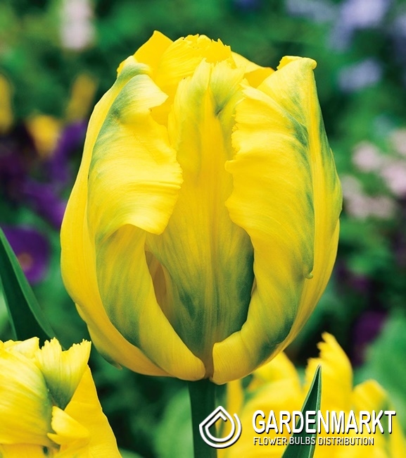 Tulip Papagei Texas Gold 5 St. Gardenmarkt.de