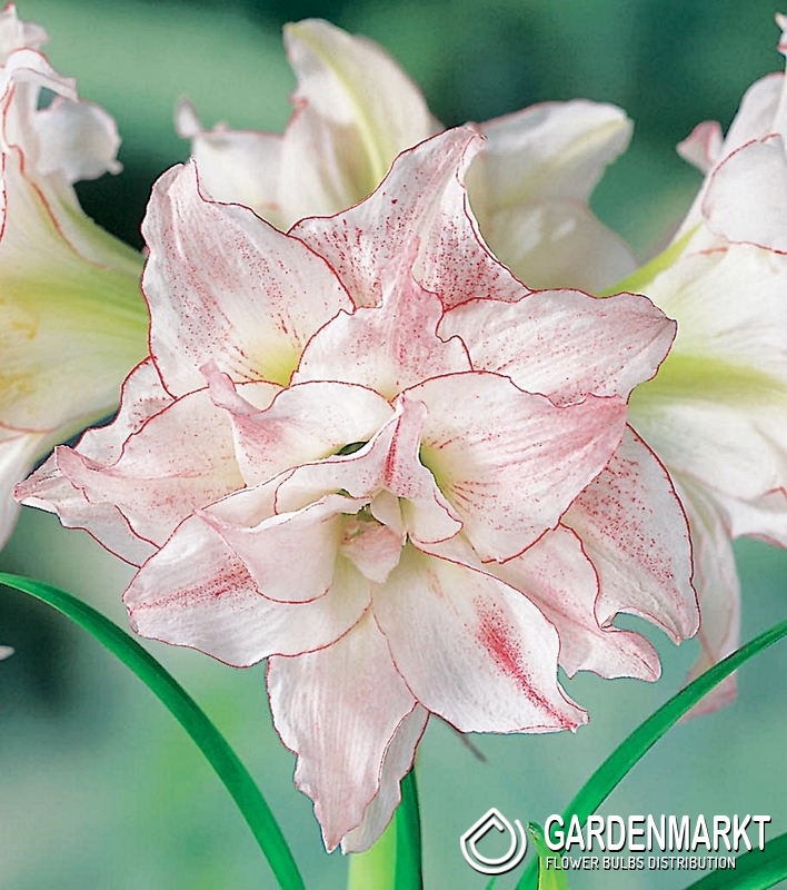 Hippeastrum Amaryllis Aphrodite 1 St. - Gardenmarkt.de