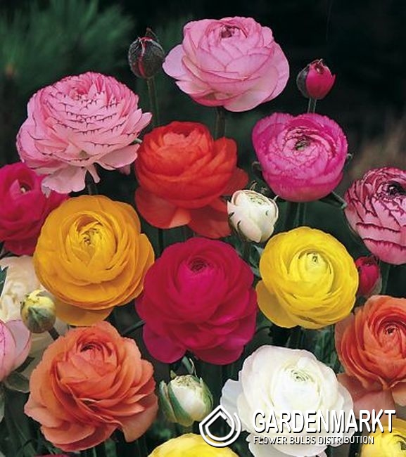Ranunkeln Ranunculus Mix 15 St Gardenmarkt De