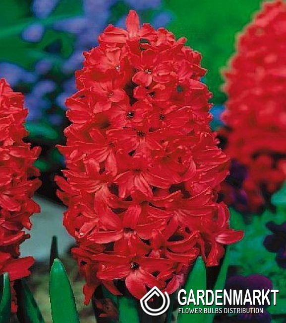 Hyazinthe fr kg Rot 1 kg - Gardenmarkt.de