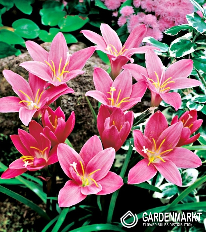 Zephyranthes Rosa 10 St. Gardenmarkt.de