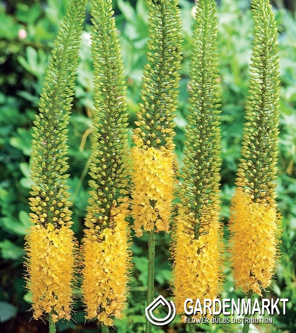 aloe vera gel from plant for face Aloe Vera Leaf Gel main image 1