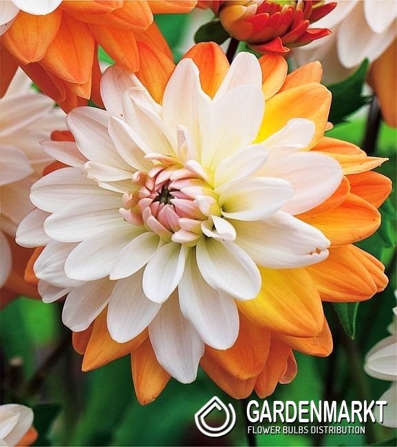 Dahlie Coup De Soleil 1 St Gardenmarkt De Dahlie Coup De Soleil 1 St Gardenmarkt De