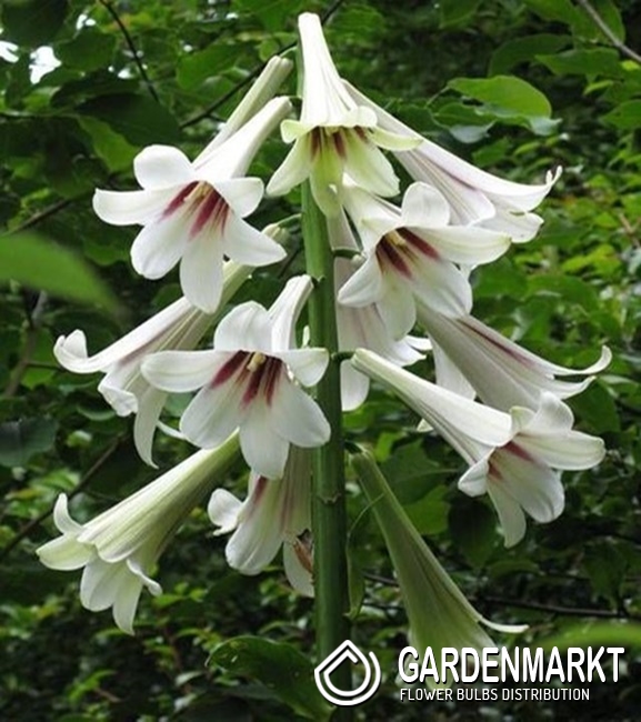 CARDIOCRINUM GIGANTEUM LILIE HIMALAYA 1 ST. Gardenmarkt.de