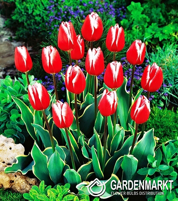 Tulpe Bicolor Charmeur 5 St Gardenmarkt De