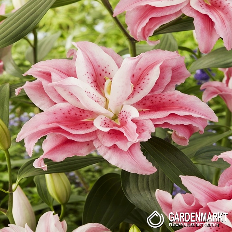 Gefüllte Lilie Roselily Clarissa 1 St. Gardenmarkt.de