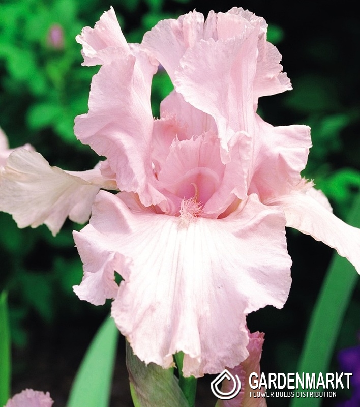 Iris Germanica Schwertlilie Rosa 1 St. - Gardenmarkt.de