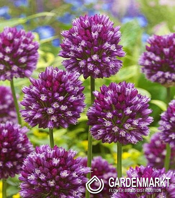 Zierlauch Allium Rotundum 3 St. Gardenmarkt.de