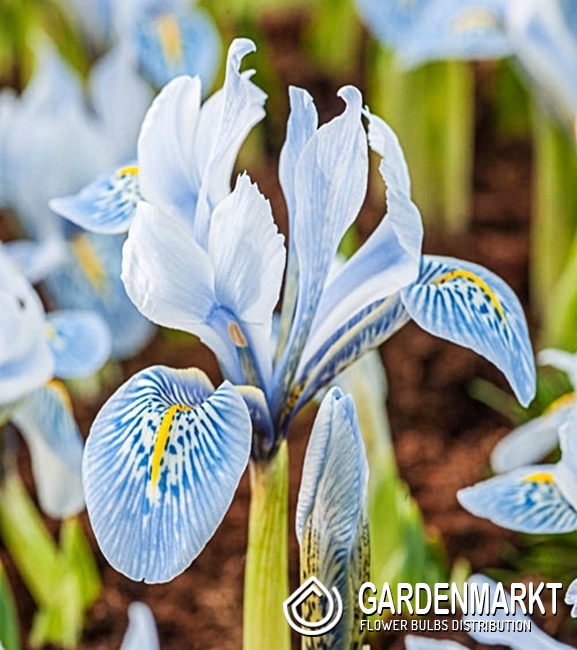 Zwergiris Iris Reticulata Sheila Ann Germany 5 St. Gardenmarkt.de