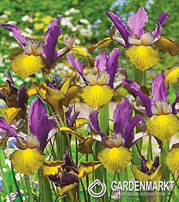 Holländische Iris Picasso 5 St. Gardenmarkt.de