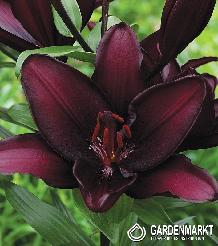 36+ frisch Sammlung Wann Blühen Lilien / Lilium Asiatic Asiatische