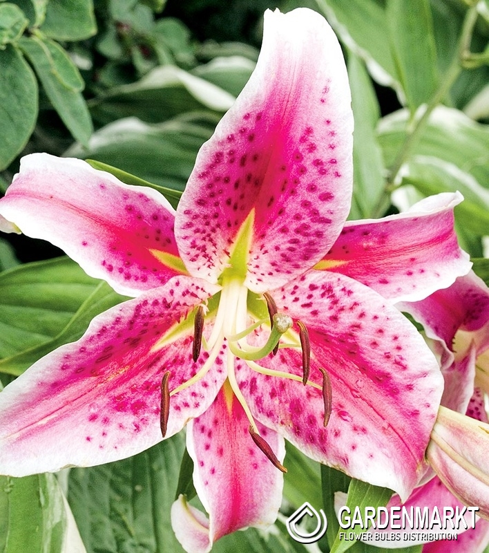 Orientalische Lilie Mero Star 1 St. Gardenmarkt.de