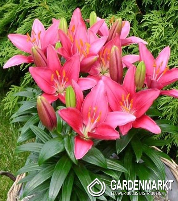 Orientalische Lilie Klein Gentle Romance 1 St. Gardenmarkt.de