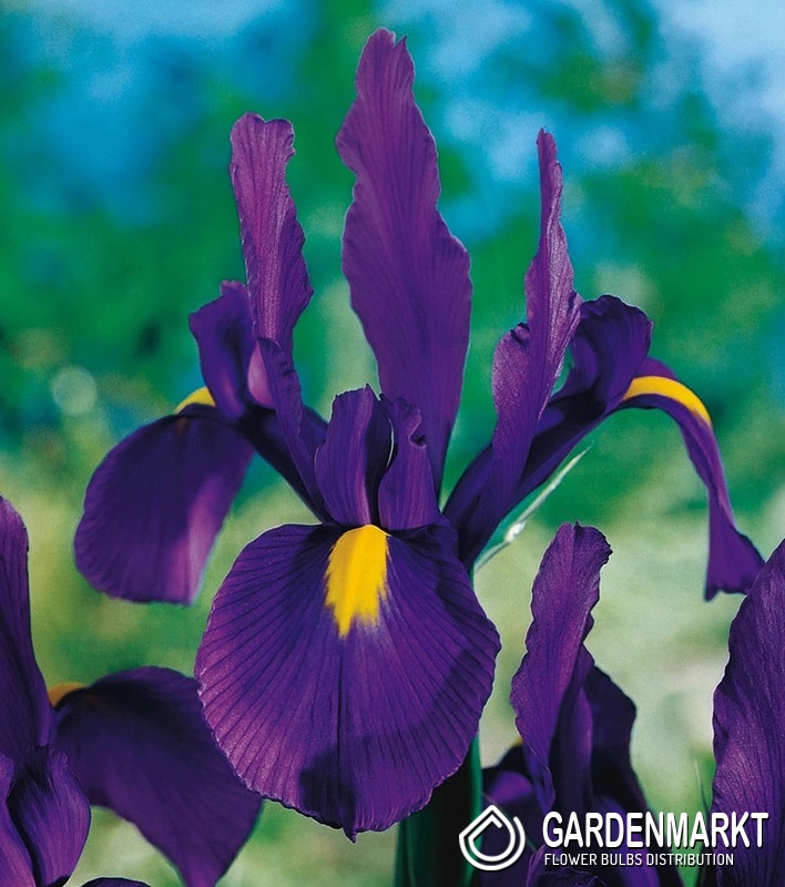 Holländische Iris Discovery Purple 10 St. Gardenmarkt.de