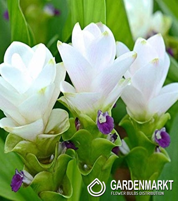Kurkuma White Wonder 1 St. Gardenmarkt.de