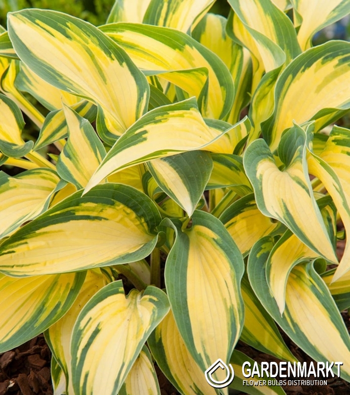 Hosta Funkia Orange Marmalade 1 St. Gardenmarkt.de