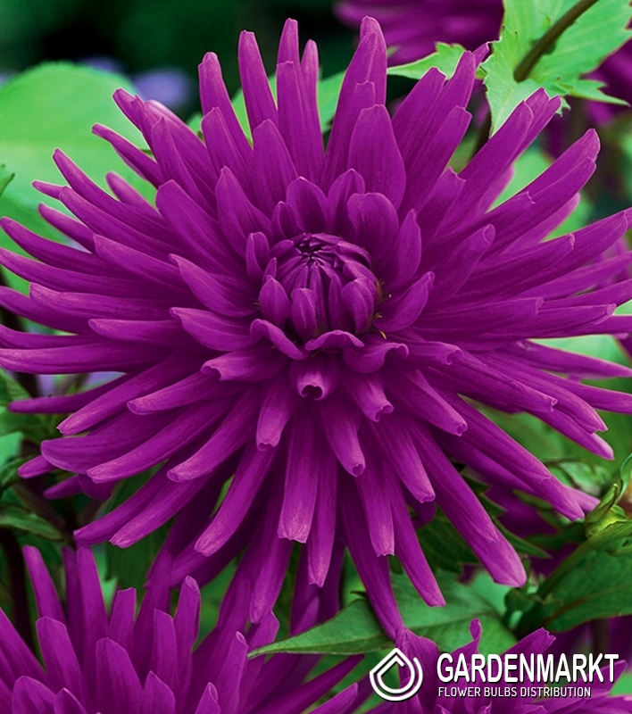 Dahlie Kaktus Violett 1 St. - Gardenmarkt.de