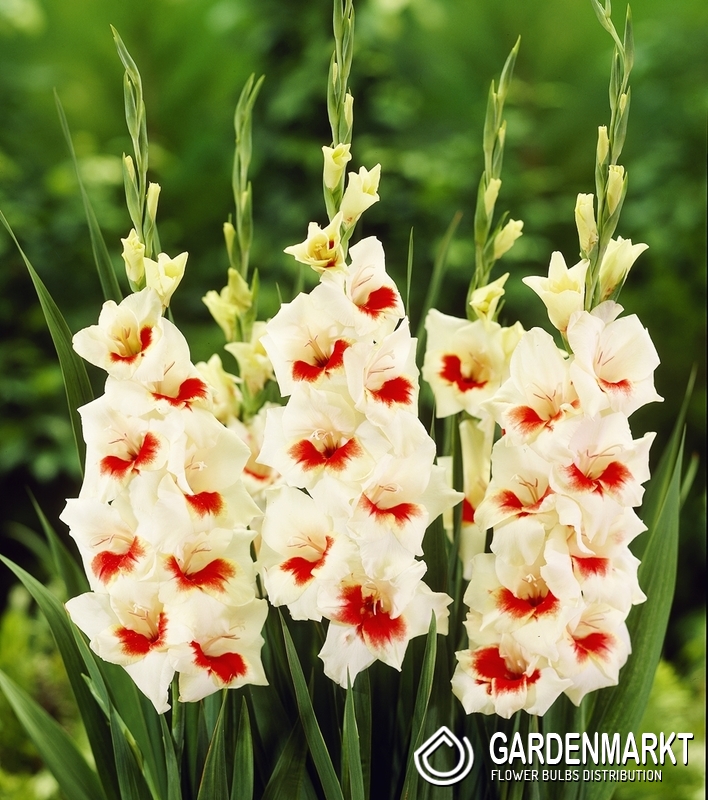 Gladiolus Gladiole Ajax 5 St. Gardenmarkt.de