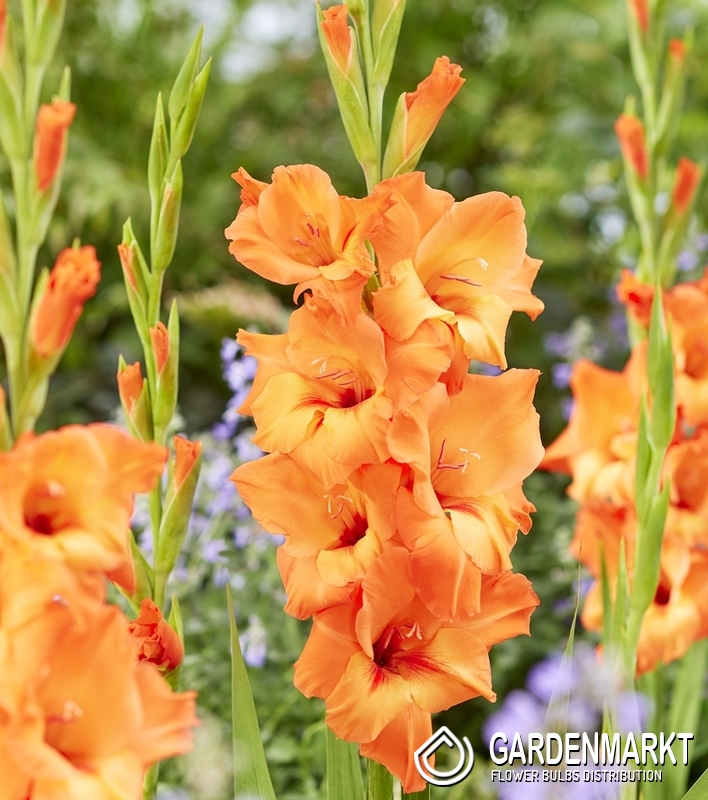 Gladiolus Gladiole Prince of Orange 5 St. Gardenmarkt.de