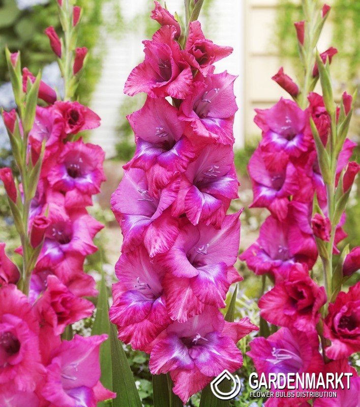 Gladiolus Gladiole Lumierre 5 St. Gardenmarkt.de