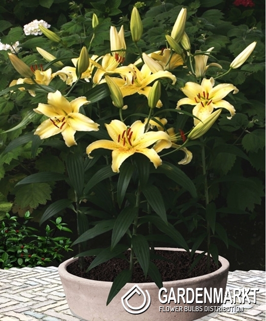 medieval dynasty saatgut Wildrose Samen kaufen  Rosa canina Forst-Saatgut