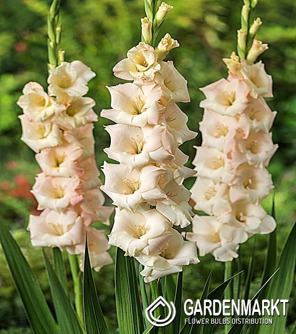 Gladiolus Gladiole Creme 5 St. Gardenmarkt.de
