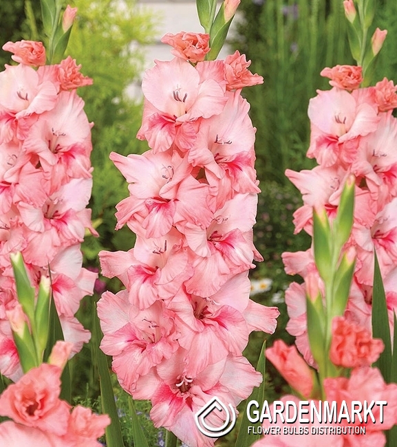 Gladiolus Gladiole Adrenalin 5 St. Gardenmarkt.de