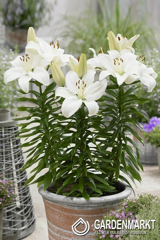 Asiatische Lilie Klein Gwen 1 St. - Gardenmarkt.de