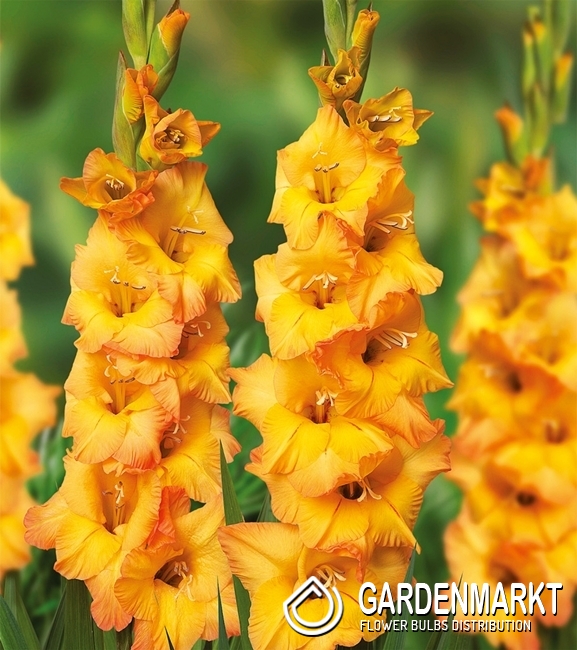 Gladiolus Gladiole Avicci 5 St. Gardenmarkt.de