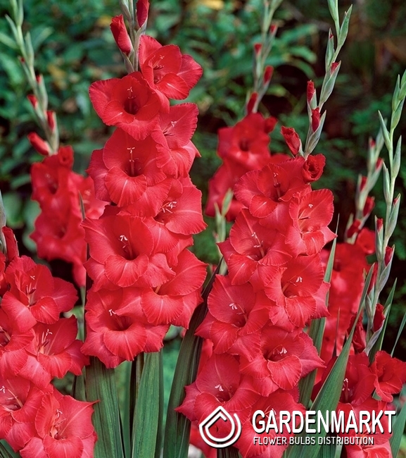 Gladiolus Gladiole Rosiebee Red 5 St. Gardenmarkt.de