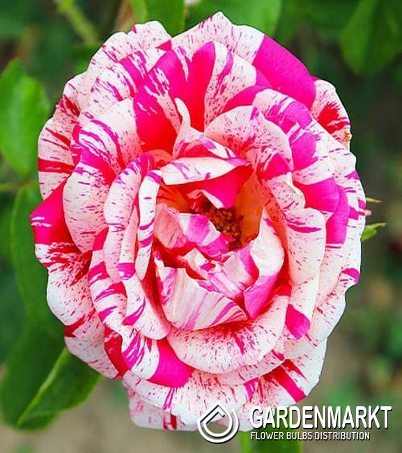 Mehrblütigen Rose Weiß - Rot 1 St. - Gardenmarkt.de