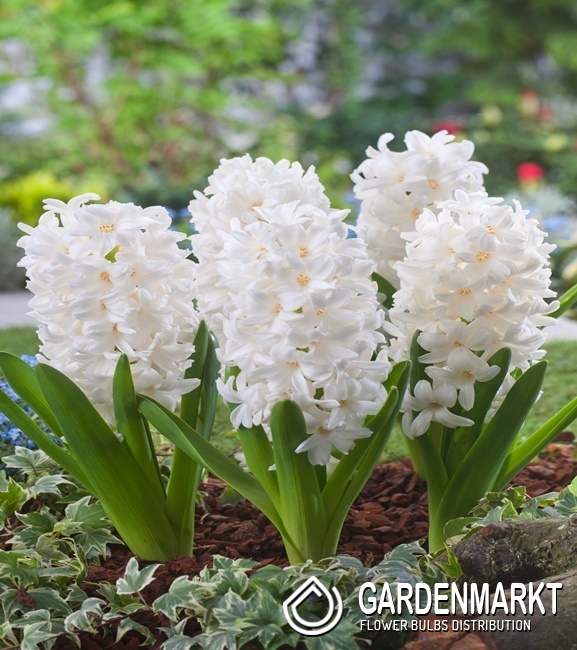 Hyazinthe White Ideal 3 St. - Gardenmarkt.de