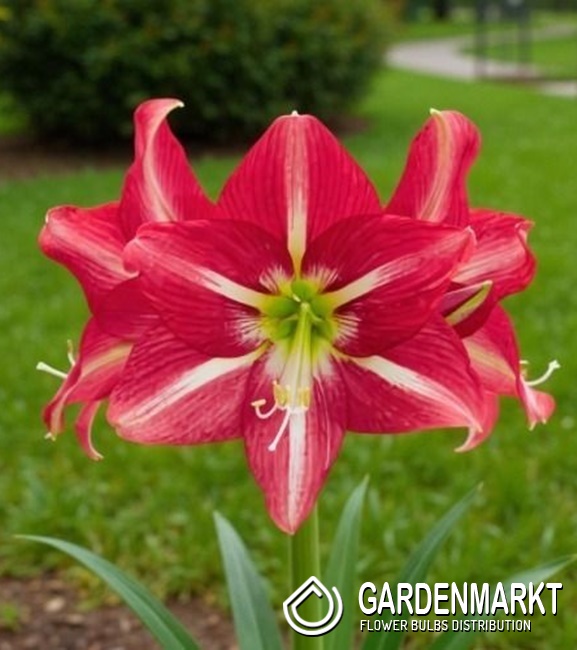 Hippeastrum Ritterstern Striped Beauty 1 St. - Gardenmarkt.de