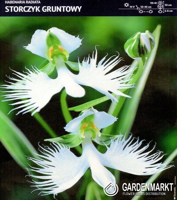 Habenaria Radiata Orchideeboden 1 St. - Gardenmarkt.de