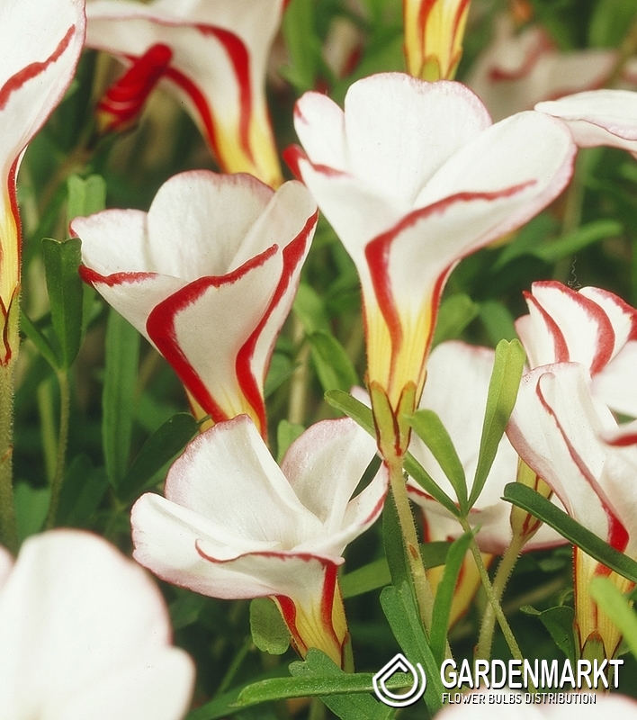 Rot-weißer Sauerklee Blumenwiebeln Winterhart Ø 4-5cm Mehrjährige Gartenpflanzen 20x Oxalis versicolor 