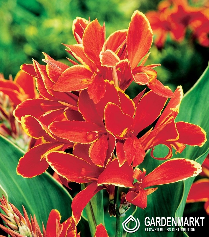 Canna YellowRed 1 St. Gardenmarkt.de