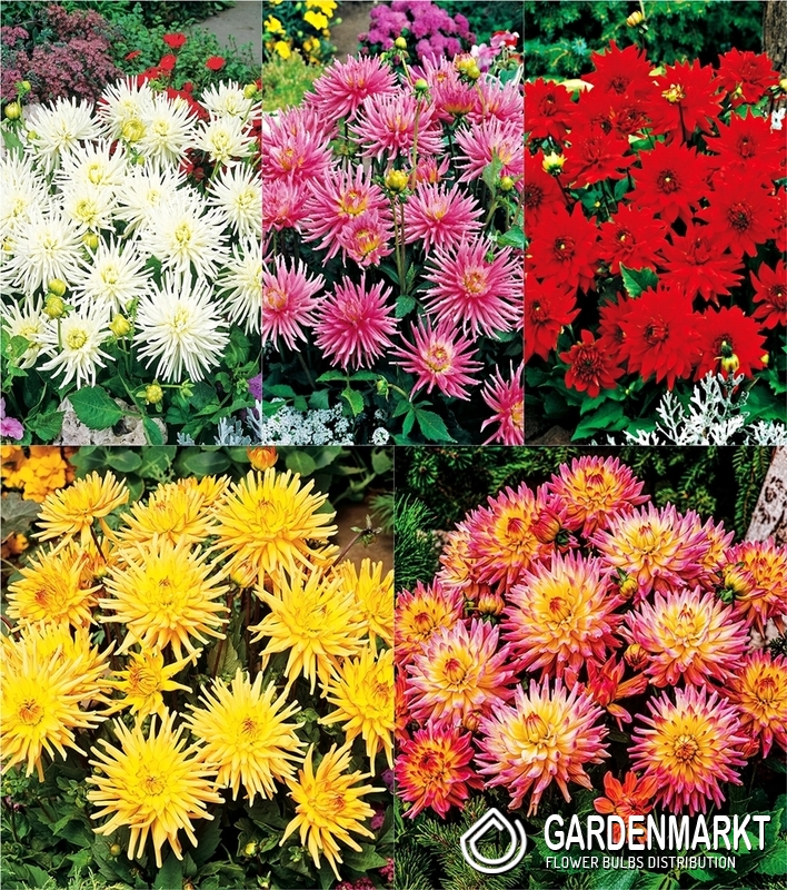 Eingestellt Kaktus Dahlie Klein "5" I Wahl - Gardenmarkt.de