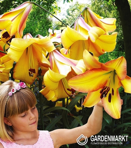 Lilie OT Rising Moon 1 St.