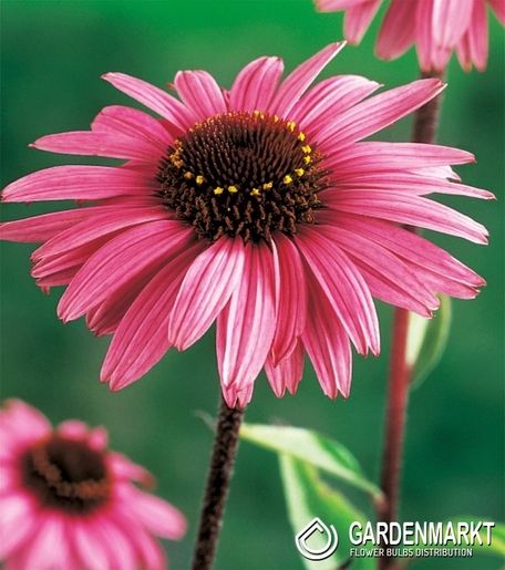 Echinacea Sonnenhut Purpurrot 1 St.