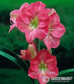 Hippeastrum Amaryllis Susan 1 St.